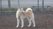 Breed dog japan - Akita Inu - professional dog day care Stieglecker pet day sitter Vienna Austria