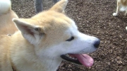 Akita Spitz - Japanischer Inu - Hund Urlaubsbetreuung Gassiservice Stieglecker genehmigte Tierbetreuung Wien Österreich