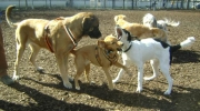 Hunde Gruppe beim Spielen - spielende Canidaen - Caniden Service Stieglecker Tier Tagesservice Wien Österreich