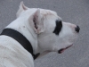 Dogo Argentino - Hundebetreuung mobil vor Ort