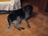 Irish Wolfhound Mix Lilly - Hundebetreuung mobil vor Ort