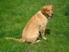Golden Retriever sind eine von der FCI anerkannte britische Hunderasse