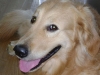 Der Golden Retriever ist ein intelligenter, freudig arbeitender Hund, dem auch extreme, nasskalte Witterungsbedingungen nichts ausmachen