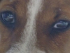 Parson Russell Terrier - Trotz seiner Größe ist er ein „ganzer“ Kerl und konsequente Erziehung ist eine absolute Notwendigkeit