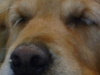 Hundeaugen - Die Augen eines Hundes sind so aufgebaut dass er den Horizont in weiter Entfernung auf bewegliche Objekte absuchen kann