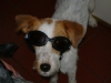 Parson Russel Terrier - mit Windschutzbrille