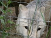 Der Timberwolf gehoert zur Gattung der Wolfs - und Schakalartigen