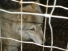 Timberwolf - Der Timberwolf, eine Unterart des Wolfes, erreicht eine Kopf-Rumpf-Länge von 120 bis 140 cm