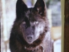 Der Wolf - Canis lupus