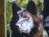 Der Timberwolf - Die Heimat sind die Wälder der nördlichen USA und Kanada. Als Lebensraum dienen meistens Laub- und Mischwälder