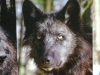 Der Timberwolf - Der Timberwolf lebt in Rudeln, das von einem Leitpaar, die Alphatiere genannt werden, angeführt wird
