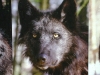 Der Timberwolf - Ein Rudel besteht in der Regel aus 20 bis 30 Tieren
