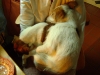 Jack Russell Parson Terrier - Die FCI (Fédération Cynologique Internationale) hat anschließend am 2. Juli 1990 die vorläufige Anerkennung beschlossen