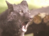 Timberwölfe -  Der Timberwolf (Canis lupus lycaon), auch Amerikanischer Grauwolf genannt, ist eine Unterart des Wolfes