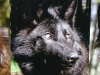 Timberwolf -  Der Timberwolf ist eine der größeren Unterarten des Wolfes
