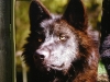 Timberwolf -  Er besitzt eine sehr variable Fellfarbe von weiß bis schwarz, meist jedoch braun
