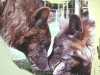 Wölfe -  Sowohl bei Menschen als auch bei Kaniden ist Kooperation die Basis des Sozialsystems