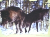 Timberwölfe -  Der Timberwolf, eine Unterart des Wolfes, erreicht eine Kopf-Rumpf-Länge von 120 bis 140 cm, eine Schulterhöhe von 70 bis 90 cm, eine Schwanzlänge von 40 bis 50 cm und ein Gewicht von 40 bis 60 kg