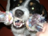 Russel Terrier Max zeigt seine Zähne