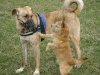 Kangal Pascha und Terrier Peppo schließen Freundschaft
