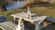 Hunde Duo - Duo Terrier - Hunde Duo Sitter Stieglecker Tierservices Wien Österreich