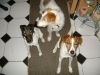 Hundebetreuung Stieglecker - Hundetraining Bildergalerie - Hunde Aufmerksamkeits Training