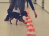 Hundebetreuung Stieglecker - Hundetraining Bildergalerie - Hindernistraining