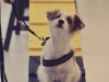 Hundebetreuung Stieglecker - Hundetraining Bildergalerie - Indoor Einzeltraining
