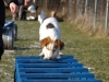 Hundebetreuung Stieglecker - Hundetraining Bildergalerie - Geschicklichkeitstraining