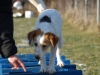 Hundebetreuung Stieglecker - Hundetraining Bildergalerie - Outdoor Training