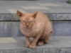 Sphynx Katze - Die Sphynx- oder Sphinx-Katze, benannt nach der altägyptischen Sphinx, ist eine nahezu haarlose kanadische Katzenrasse.