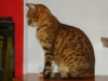 Hundebetreuung Wien - Katzenbetreuung / Bengal Katzenrasse