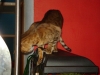 Hundesitter Wien - Cat Sitting / Bengalkatze (Prionailurus bengalensis)