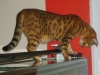 Gassigeher Wien - Katzensitting / Bengal Katze