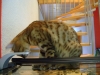 Hundebetreuung Wien - Katzenbetreuung / Bengal Cat