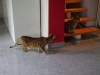Dogwalking Wien - Betreute Katzen / Bengal Hauskatze
