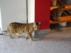 Hundebetreuer Wien - Katzen Betreuung / Bengal Katzenrasse