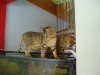 Hundebetreuer Wien - Betreute Katzen / Bengal Cat