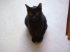 Katzendienst Stieglecker - Schwarze Hauskatze