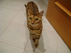 Hauskatzen Betreuungsdienst Stieglecker - Bengal Katze