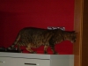 Katzen Betreuungsdienst Stieglecker - Leopardette Bengalkatze