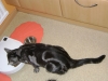 grau schwarz gestreifte Katze - Katzenfotos Stieglecker