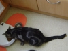 schwarze gestreifte Hauskatze - Katzenbilder Stieglecker