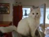 White Cat - Catsitter Stieglecker