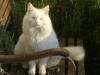 Weisse Hauskatze - Katzen Vorortservice Stieglecker