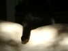 Black Cat - Hauskatzen Betreuung Stieglecker Foto Album