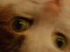 Hauskatzen Augen - Katzen Bildergalerie Stieglecker