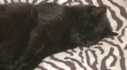 schwarze Hauskatze - Die schmusigste Katzenrasse ist die Ragdoll, das heißt auf Deutsch Lumpenpuppe - Betreuungsfirma für Hauskatzen Stieglecker Wien Österreich