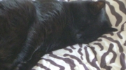 Schwarze Katze - Die bekannteste Katzenrasse ist die Britisch Kurzhaar Blau, die in Großbritannien gezüchtet wurde - Katzen Betreuungsdienst Stieglecker Wien Österreich