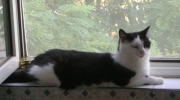 Katze auf dem Fensterbrett - Das Fell der Katze bedeckt den ganzen Körper mit Ausnahme der Nase und den Pfotenballen - Katzen Tagessitter Stieglecker Wien Österreich